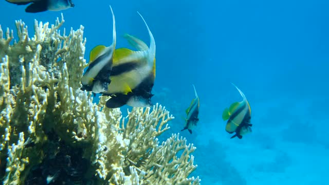 近景，鱼群红海旗鱼(Heniochus intermedius)游动在珊瑚礁附近。慢动作视频素材