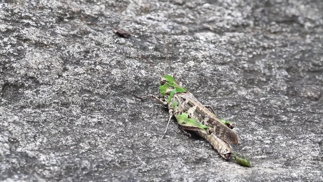 飞蝗(飞蝗)视频素材