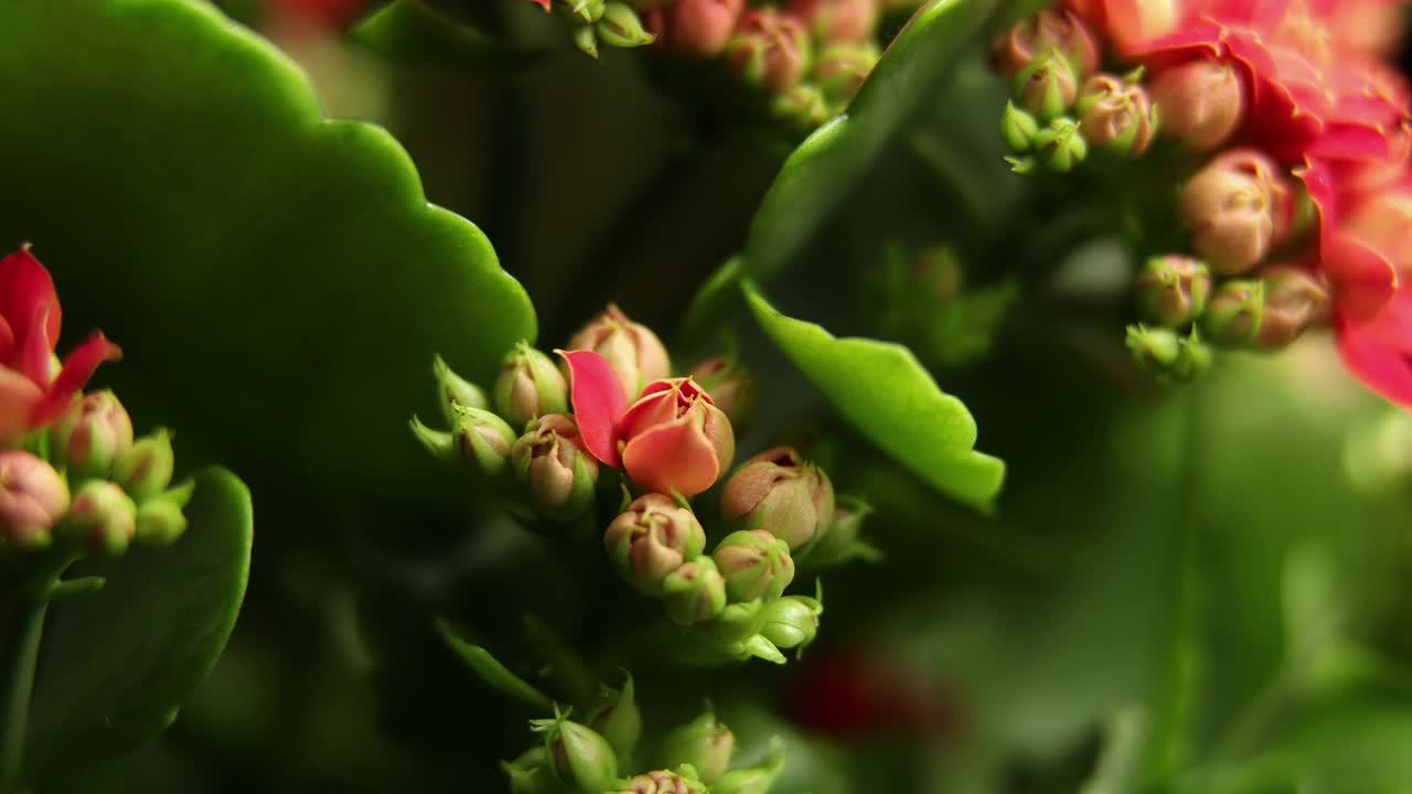 红花盛开的时间。美丽的开放。生长的时间，开花，大花，绿叶背景视频购买