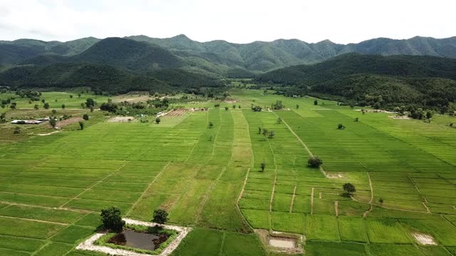 泰国清莱省Pa Daet地区稻田种植园的航拍视图。视频素材