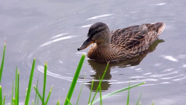 小野鸭在湖里游泳。视频素材