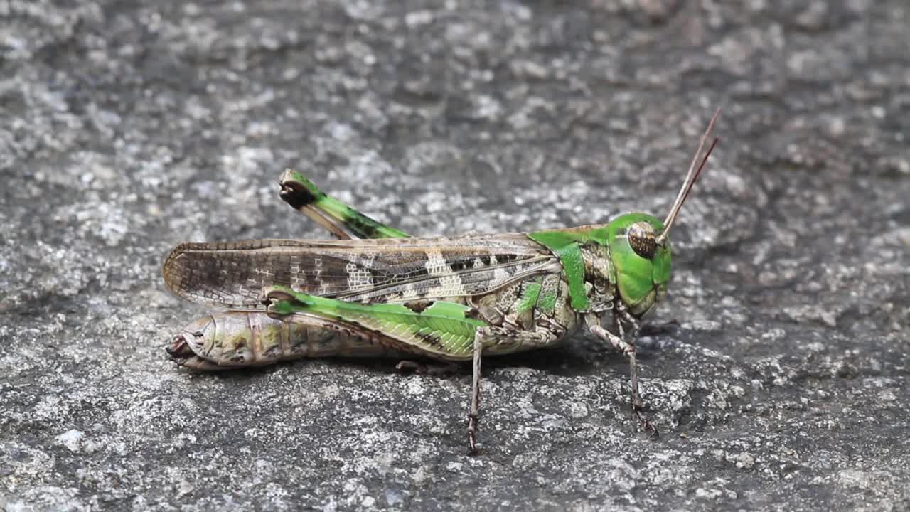 飞蝗(飞蝗)视频素材