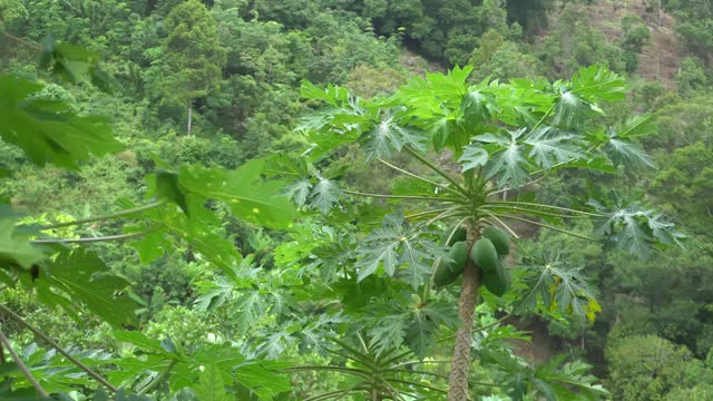 木瓜是绿色的视频素材