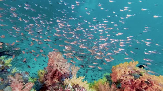 野生动物保护水下海洋保护区视频素材