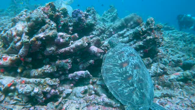 休息绿海龟视频素材