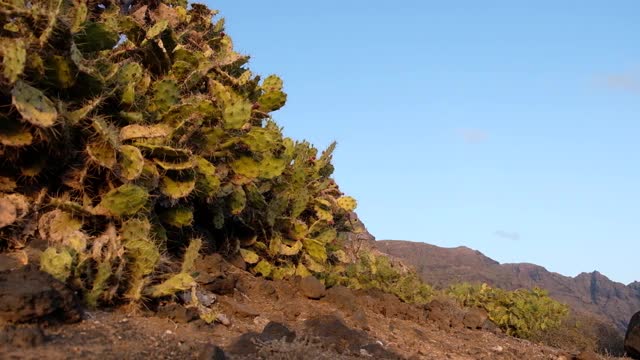 特内里费的景观令人难以置信的火山旅游胜地泰德自然公园在夏季热带气候西班牙国家公园视频素材