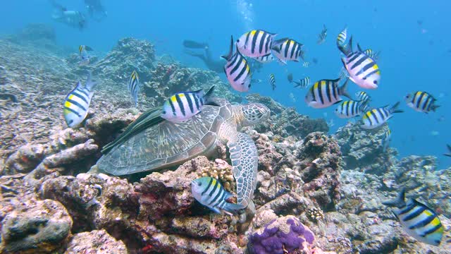 绿海龟(Chelonia mydas)正在休息视频素材