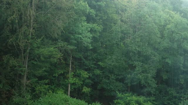 夏雨在山峦覆盖的森林里，背景视频素材