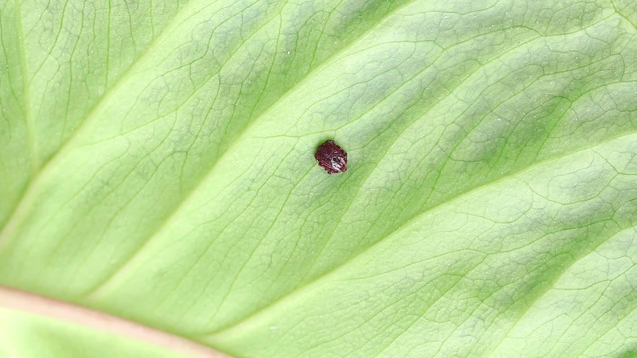 褐色脑炎蜱虫在森林植物的绿叶上爬行。危险的咬虫螨，寄生虫接近视频素材