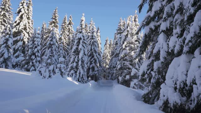 积雪覆盖的冷杉中冬季森林道路上的运动视频素材