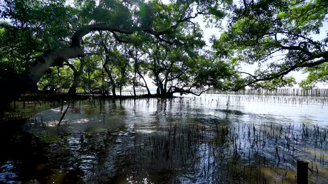 在热带湿地地区的热带红树林种植红树林的活动，红树林中的红树林树。视频素材