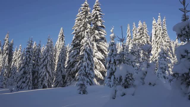 积雪覆盖的冷杉中冬季森林道路上的运动视频素材