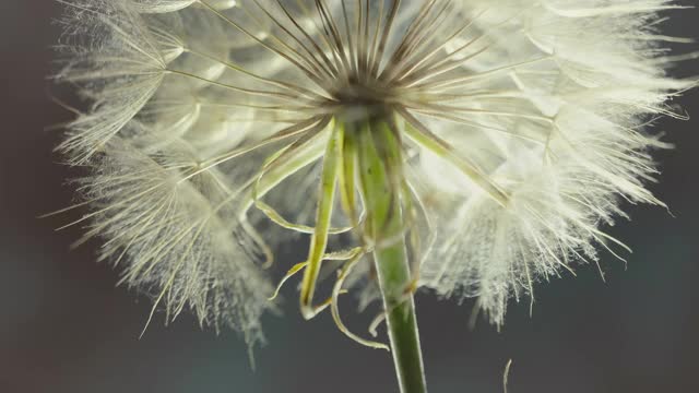 一个蒲公英的极端特写视频素材