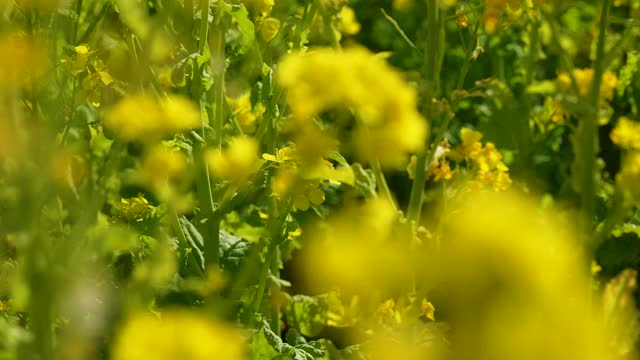 油菜花田平移视频。视频素材