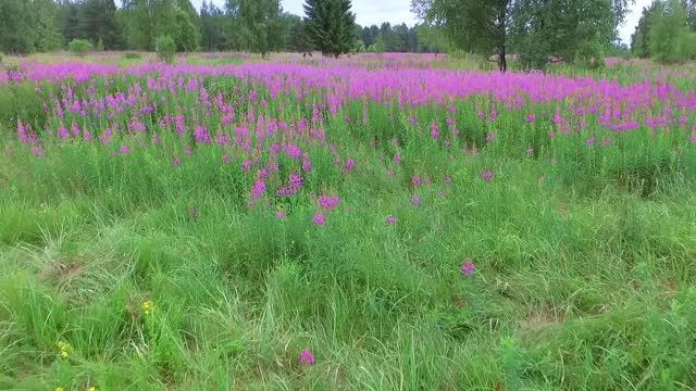 从高处看，草地上长满了鲜花和杂草。视频素材