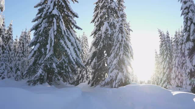 积雪覆盖的冷杉中冬季森林道路上的运动视频素材