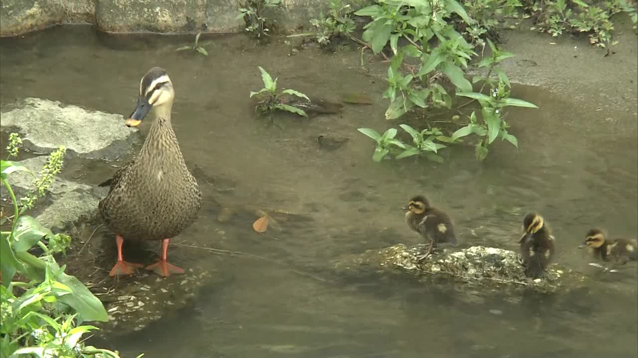 斑点嘴的鸭子和小鸭子视频素材