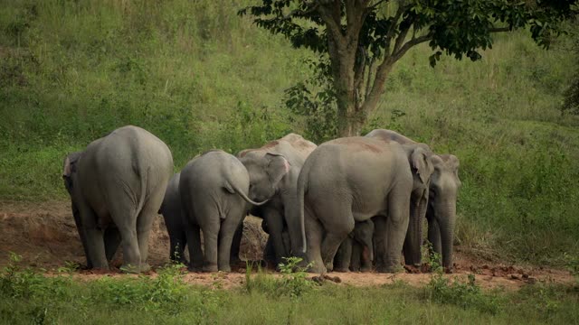 亚洲象群在泰国khao yai国家公园表演视频素材