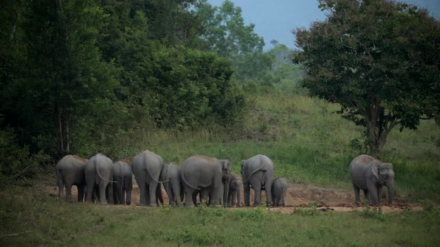 亚洲象群在泰国khao yai国家公园表演视频素材