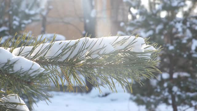 紧闭的松树枝头，覆盖着白雪和阳光，阳光明媚的冬日视频素材