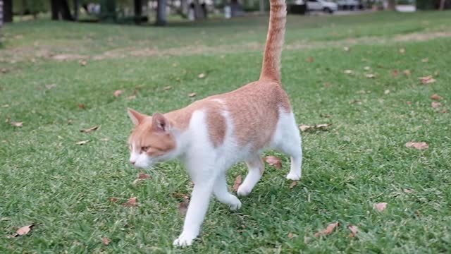 棕色和白色的猫害怕照相机视频素材