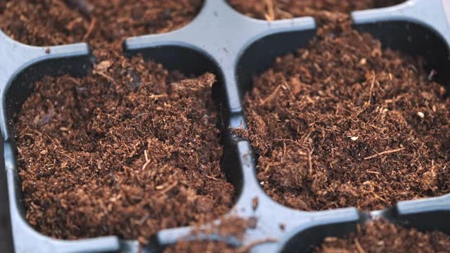 农民在花园里的塑料托盘中种植香菜种子，供在家食用。近距离的手浇植物从浇水塑料瓶。室内有机种植。绿化环境视频素材