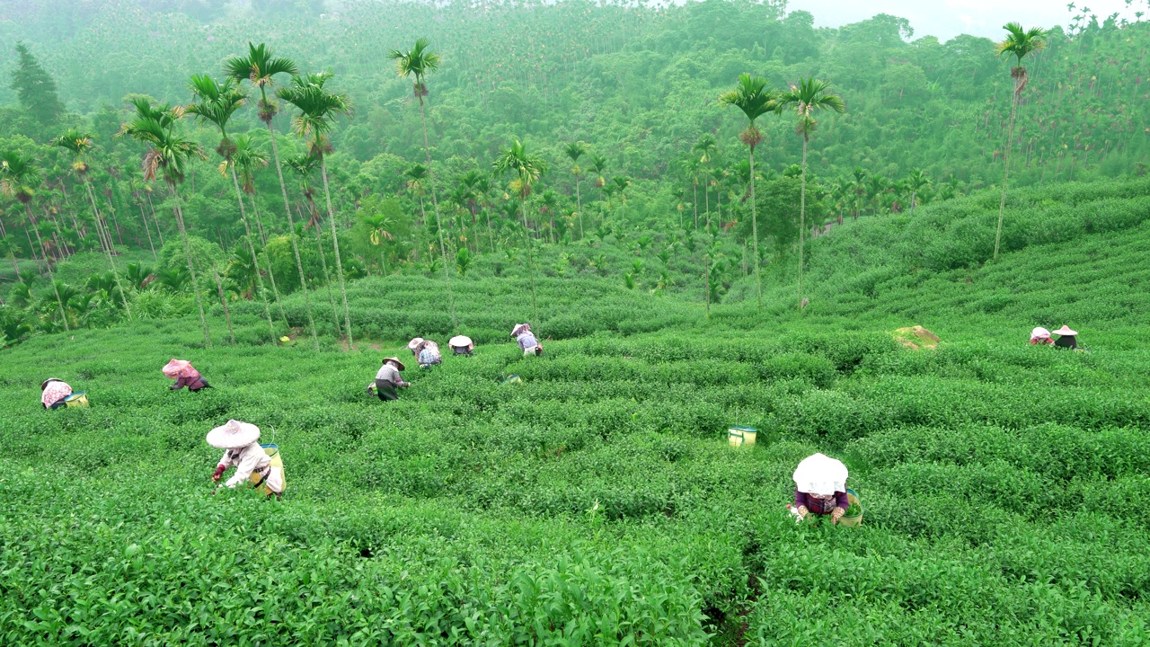 茶农们戴着帽子。采摘茶叶。视频素材