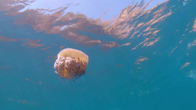 水母子叶向海面移动视频素材