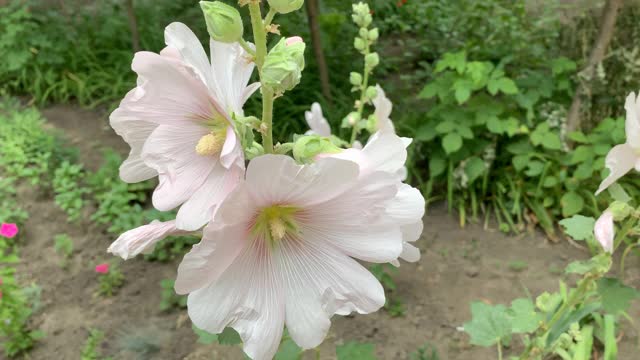 白色的花视频素材