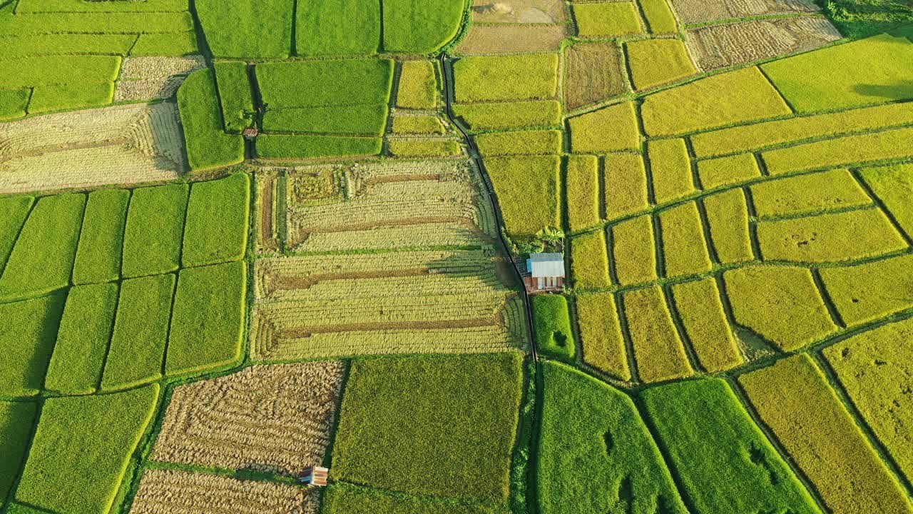 鸟瞰图绿色水稻农场和农业视频素材