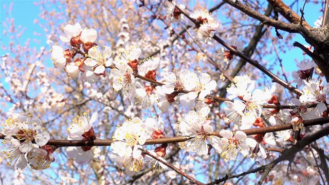 春杏树枝开花视频素材