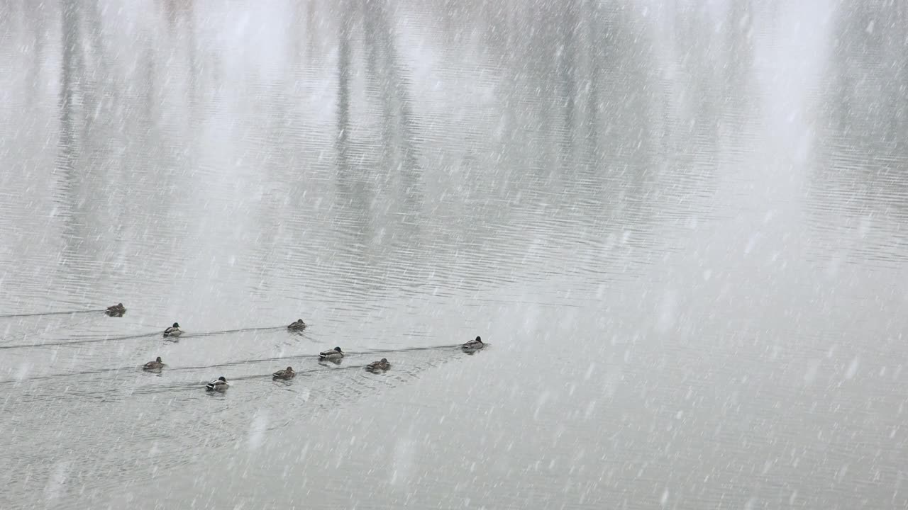 美国明尼苏达州中西部冬季暴风雪，鸭子在冰冻的河里游泳视频素材