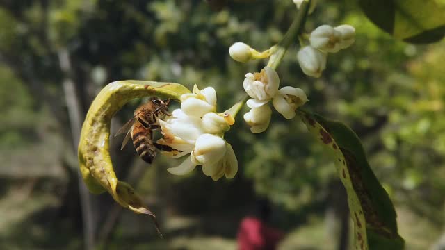 春天的蜜蜂吃花粉飞在橙花上，传粉，动作缓慢视频素材