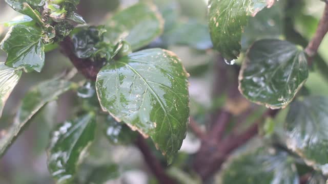 雨滴落在树枝上视频素材