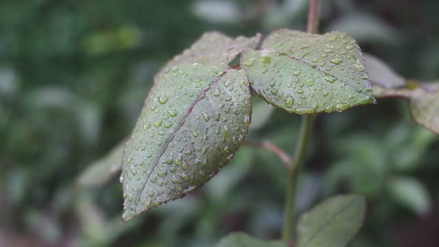 雨滴落在树枝上视频素材