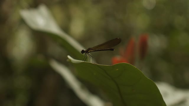 近距离微距拍摄的蜻蜓坐在一片热带雨林的叶子上。鲜艳的黄色蜻蜓孤立在绿色背景上视频素材