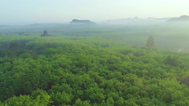 森林中的树木，鸟瞰图视频下载