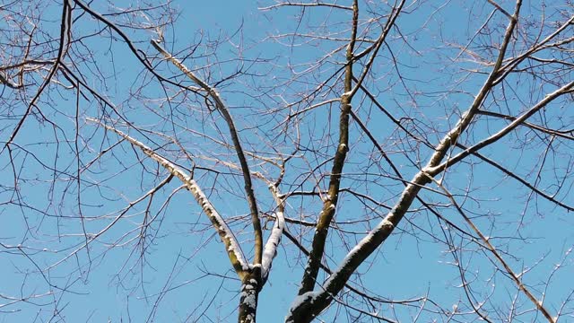 冬天的雪树和蓝天视频素材