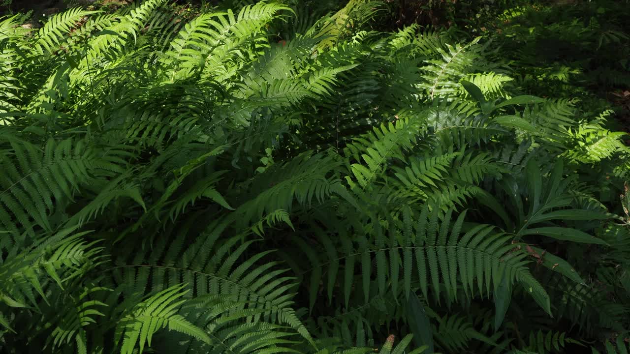 阳光充足的热带雨林中的蕨类视频素材