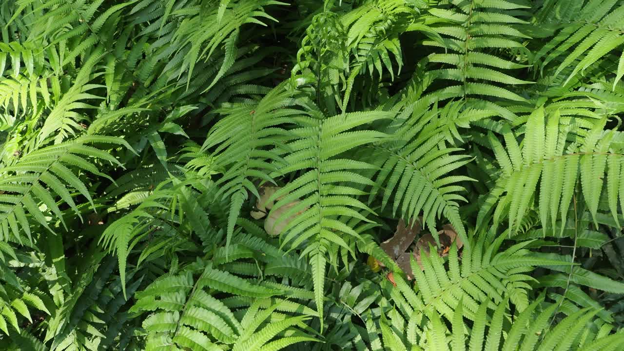 阳光充足的热带雨林中的蕨类视频素材