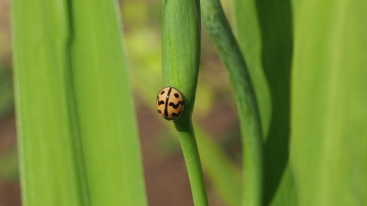 瓢虫在叶视频素材