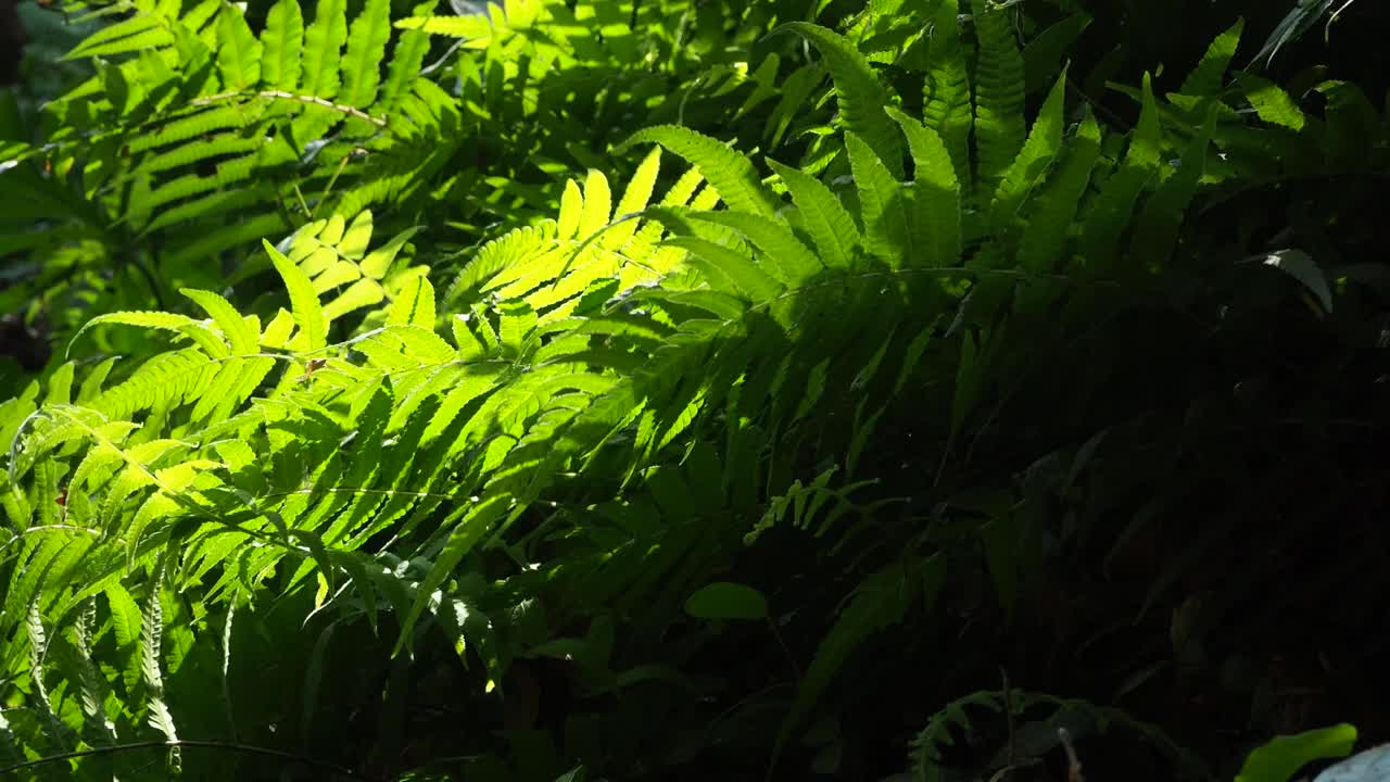 阳光充足的热带雨林中的蕨类视频素材