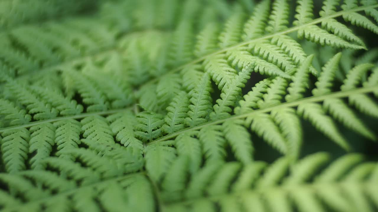 阳光充足的热带雨林中的蕨类视频素材