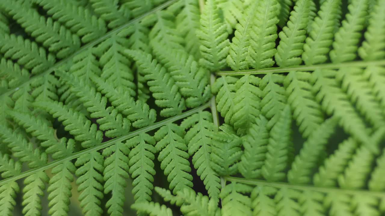 阳光充足的热带雨林中的蕨类视频素材