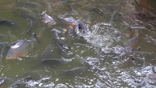 河里有许多鱼视频素材