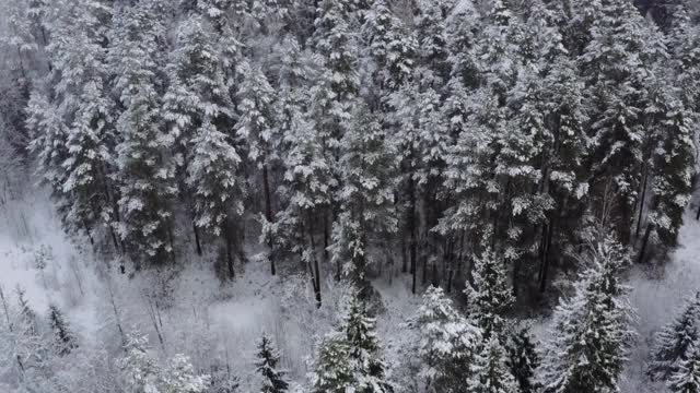 冬天美丽的松林下的雪。鸟瞰图视频素材