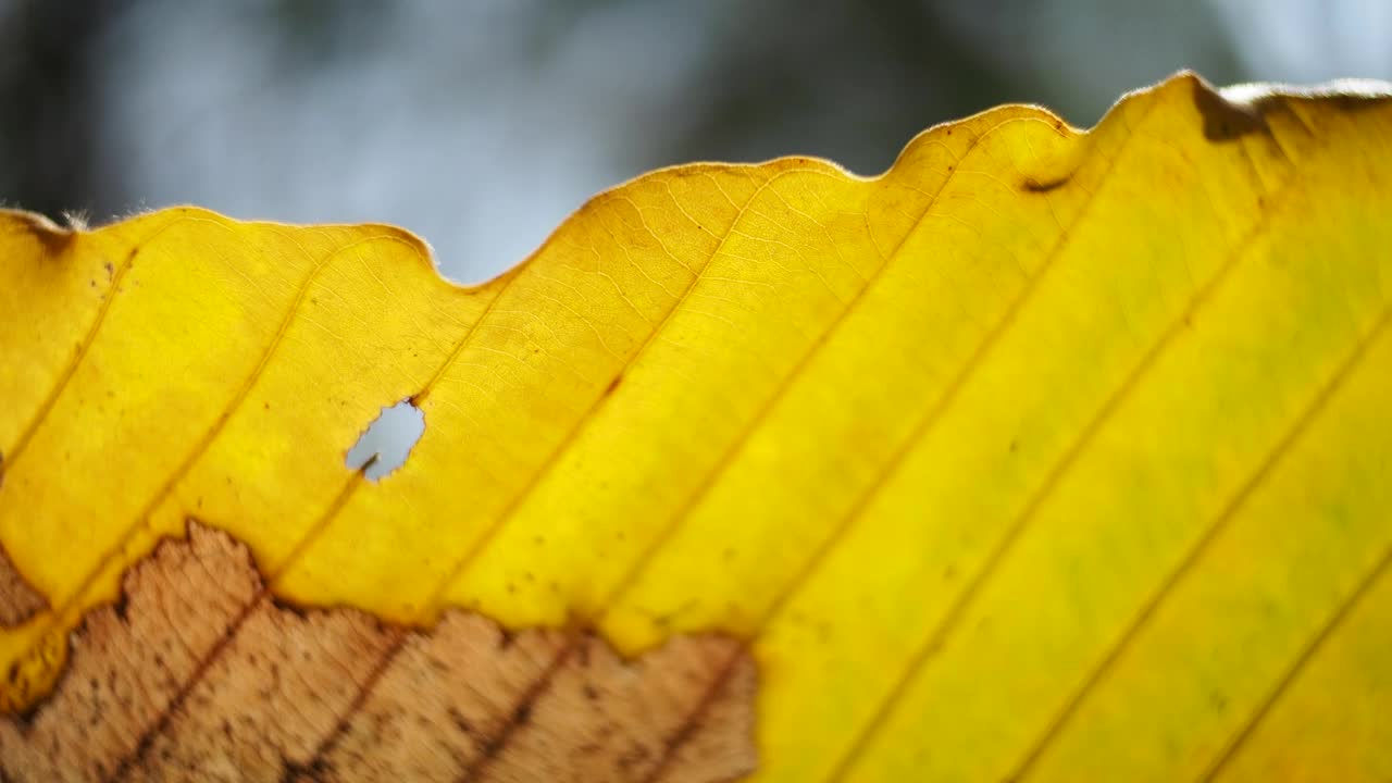 特写秋叶视频素材