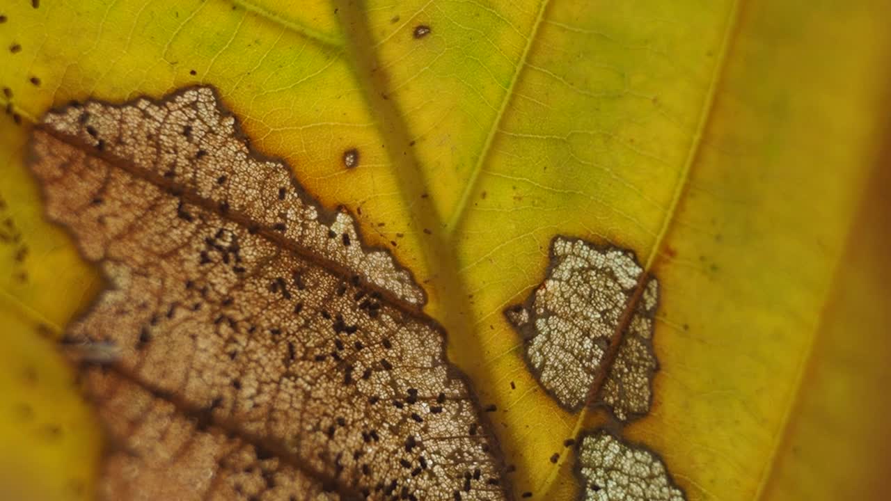 特写秋叶视频素材