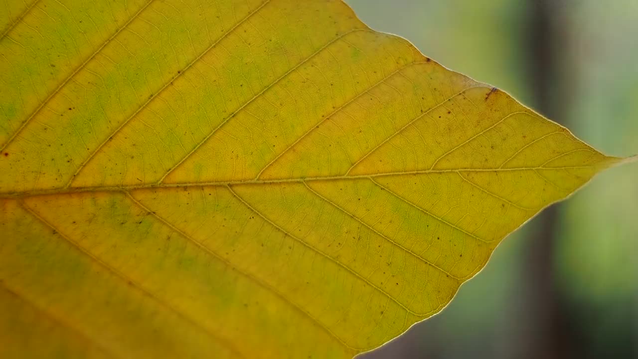 特写秋叶视频素材