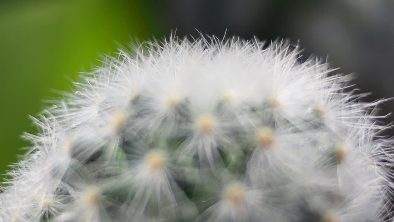 近距离观察花园里的仙人掌视频素材